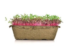 Amaranth OPOPEO Red Flower Edible Leaves & Grain Microgreens Non-GMO 1500 Seeds!