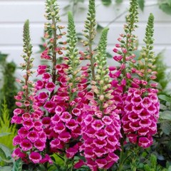 Wildflower Mix ALL PERENNIAL Heirloom Pollinator Garden USA Non-GMO 500+ Seeds!