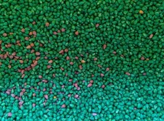 Food Plot Wildlife Seed Corn Roundup Ready RR 20 pounds 101 days