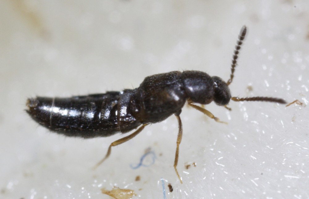 NaturesGoodGuys Rove Beetle Dalotia Atheta Coriaria Predatory Insect