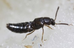 NaturesGoodGuys Rove Beetle Dalotia Atheta Coriaria Predatory Insect