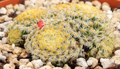 Mammillaria Schiedeana 5 Headed Cluster 3.25″ Wide – Bare Root