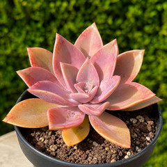 Rare Succulent Pink Graptoveria Dusty Easy Care Rooted Live Plant 3-Inch