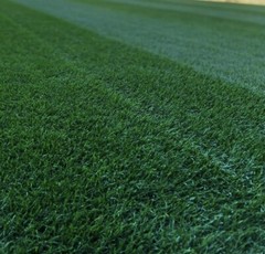 Midnight Kentucky Bluegrass 300,000 Seeds – FAST FREE SHIPPING!