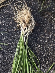100 Rooted Chinese Chives Plants (Organic Garlic Chives, Over 3 Years Old)韭菜