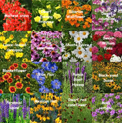 Bulk Wildflower Seed Mix – 1 Pound, All Zones Perennial Mix, Covers 2,000 SQFT