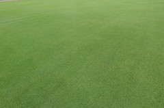 Creeping Bentgrass Seed 40,000 seeds