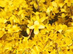 Live Plants -Shrubs -Trees 30 days old, 6″ to 10″ tall Ready to Plant seedlings