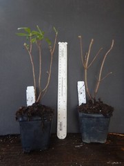 LEMON LIGHTS~Aromi Azalea Rhododendron Hybrid~STARTER Plant~MAY BE DORMANT!