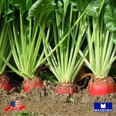 Beet Seeds – Red Mammoth Mangel Non-GMO Heirloom Garden