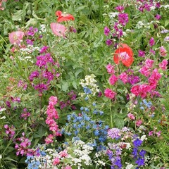 1 LB Partial Shade Wild Flower Seed Mix For Planting Outdoors