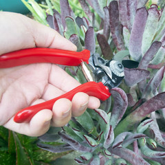 CORONA HIGH-CARBON STEEL BYPASS HAND POCKET PRUNER WITH CUSHION GRIP !!!!!!!!!!!