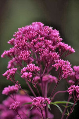 200 SWEET JOE PYE WEED SEEDS | 2026 SALE FREE SHIPPING NON GMO HEIRLOOM