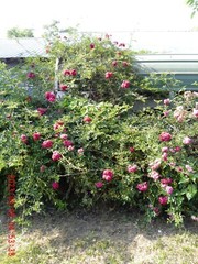 Peggy Martin Rose Cutting 12 fresh Cuttings