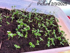 40+ Kaffir Lime Seeds Harvested 9/2025 Always Fresh And New Seeds มะกรูด