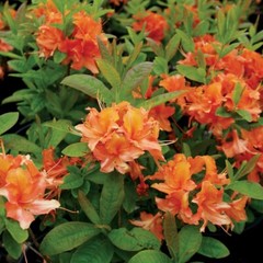 MANDARIN~Azalea Rhododendron Hybrid~STARTER Plant~MAY BE DORMANT