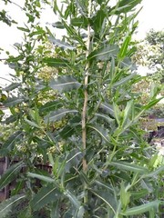 Wild Opium Lettuce Lactuca Virosa 25 Seeds Organic Methods Garden NON GMO MD USA