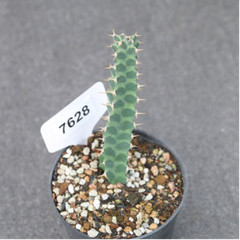 3PCS 7-9cm Cactus Succulent Plants Euphorbia Virosa Garden Flowering Plants