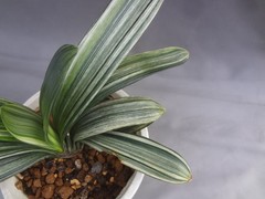 Clivia miniata ‘Echigo-zansetsu’ tricolor variegated [Must read description]