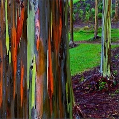 50 Rainbow Eucalyptus deglupta Tree Seeds Fast Tropical Indonesian Mindanao Gum