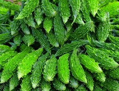 2026 Heirloom Vegetable Seeds – Premium Garden Seeds for Planting