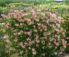 ~~PEACHES & CREAM~~Lonicera periclymenum Honeysuckle Vine~Rooted Starter Plant ~
