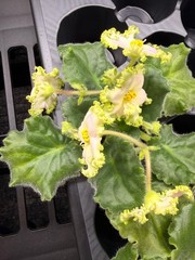 African Violet Plant EK Nartissovyj Blyuz – Narcissus Blues Big Starter