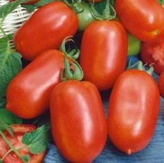 2026 Heirloom Vegetable Seeds – Premium Garden Seeds for Planting
