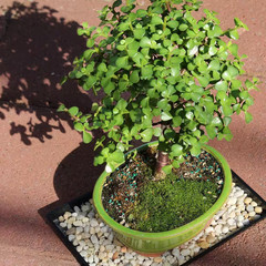 Dwarf Jade Bonsai Tree Indoor Plant with Ceramic Bonsai Pot Container, 4-Years O