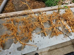 Madake Bamboo Rhizomes 1–12 Pack (Phyllostachys bambusoides) • Fast-Growing
