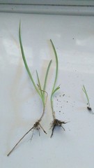 10 Spiderwort Transdescantia Purple Flower Bare Root Rhizome Bulbs- Live Plants