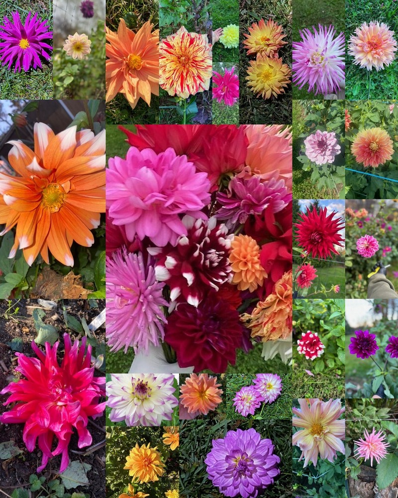 30 Rare & Beautiful DAHLIA FLOWER SEEDS~USA Seller~Annual/Perennial~FREE SHIP