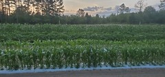 1/2 Pound (800 Seed) Silver King Non GMO Hybrid White Sweet Corn Seeds