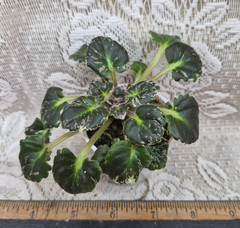 African Violet Plant — Princess Blue Eyes ~~ Variegated semi girl ~