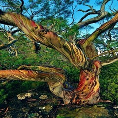 50 Rainbow Eucalyptus deglupta Tree Seeds Fast Tropical Indonesian Mindanao Gum