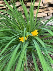 STELLA DAYLILIES – Golden Yellow – 10 PLUMPs – Bare root plants