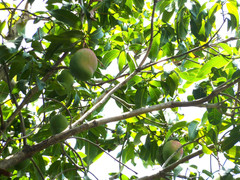 10 BIG Fresh South Florida Mangos VALENCIA PRIDE FRESH ORGANIC FRUIT
