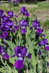 8 Bearded Iris Bulb Rhizomes – Beautiful Colors – Fresh Deer Resistant Perennial