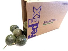 Tropibelle Passion Fruit 2.5 lb Fresh Sweet Juicy – No. 2s