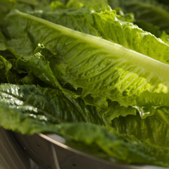 Fresh Crisp Giant Caesar Romaine Lettuce Seeds| Heirloom Non-GMO | Vegetables