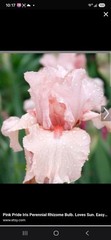 Pink Pride Iris (Iris) Pink Flower Perennial Rhizomes -on Sale Free S&H