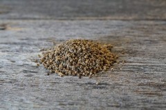 Sugar Beet Seed | Deer Wildlife Food Plot Forage Fall Planting Habitat Root Crop