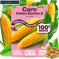 SVI 100 Golden 8 Bantam Corn Seeds (Zea mays) – Yellow Sweet Seed