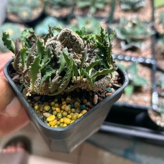 8CM Succulent Cactus Plant Euphorbia Cylindrifolia Cristata Cactaceae Beautiful