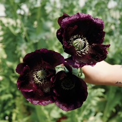 660 After Midnight Poppy Seeds – P. Somniferum –Dark Purple Breadseed Variety