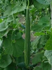 2026 Heirloom Vegetable Seeds – Premium Garden Seeds for Planting