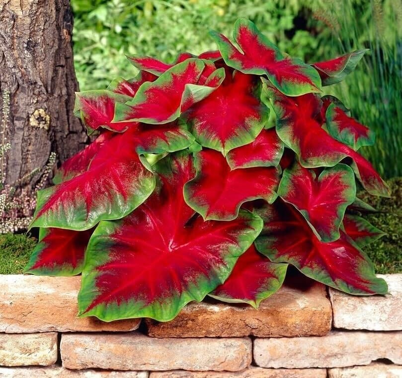 Florida Cardinal Caladium Bulbs for Planting – Perennial Hosta (6 Bulbs