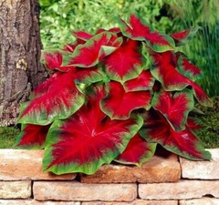 Florida Cardinal Caladium Bulbs for Planting – Perennial Hosta (6 Bulbs