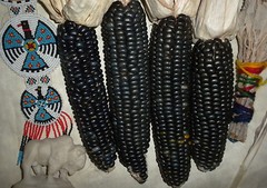 50 Hopi Blue Corn seeds heirloom non-GMO USA grown Zea mays Indian Oregon