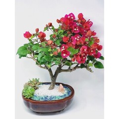 11 Gallons 3/8″ Horticultural Pumice Rock Soil Amendment Succulents Cacti Bonsai